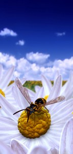04 APRILE VESPA
